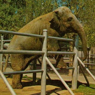 NOSEY-THE-ELEPHANT