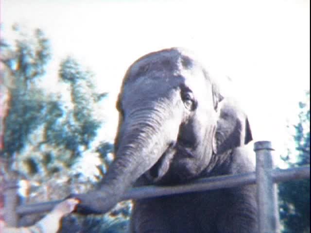 SCOTTS-BUDDY-NOSEY-THE-ELEPHANT.mp4